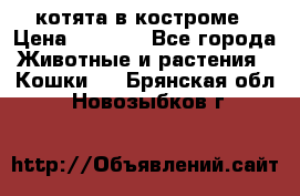 котята в костроме › Цена ­ 2 000 - Все города Животные и растения » Кошки   . Брянская обл.,Новозыбков г.